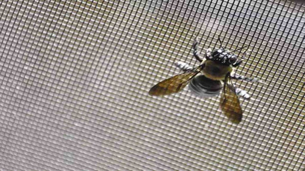 flies in Windows & Door Frames