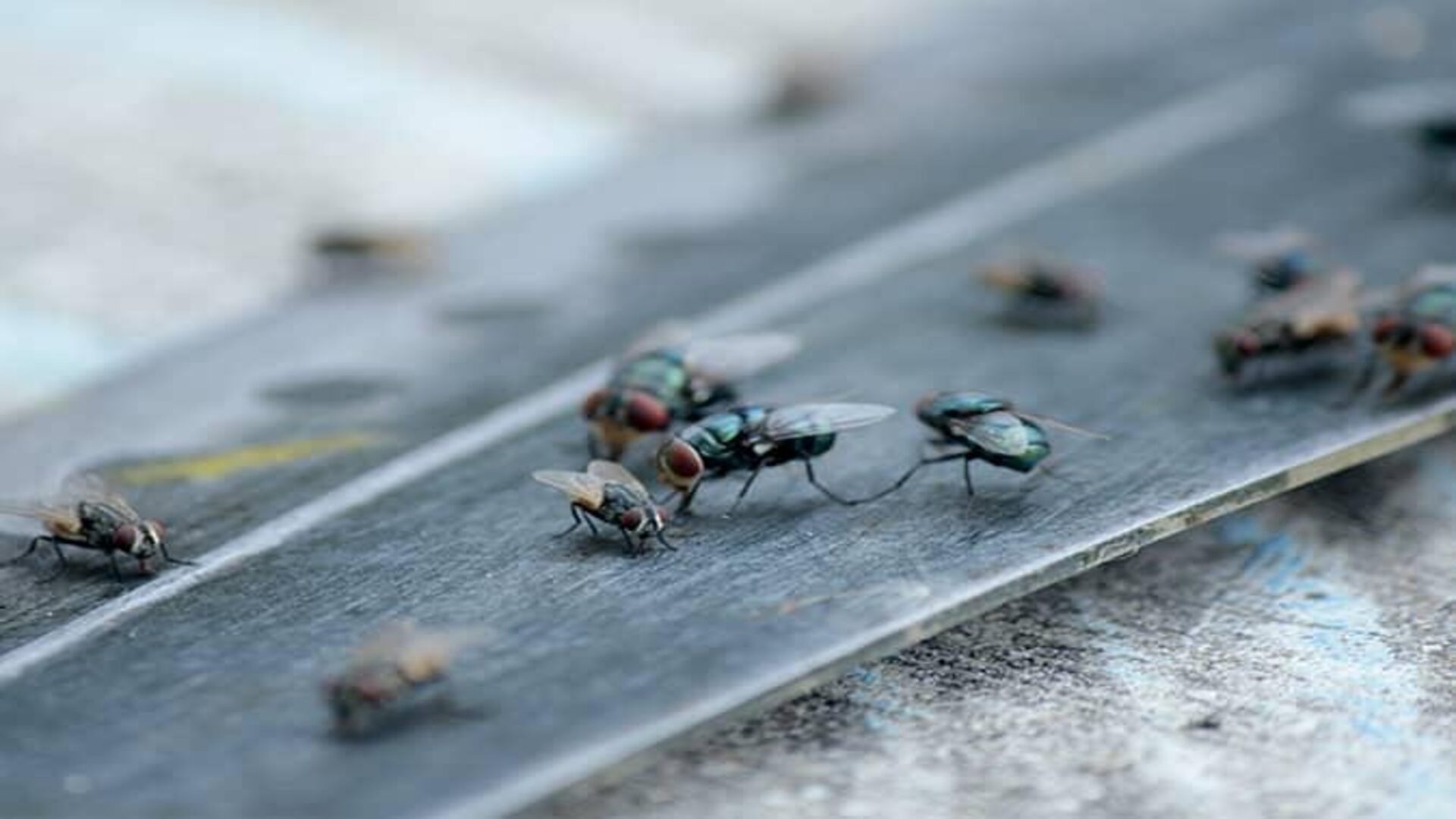 fly in Kitchen Countertops