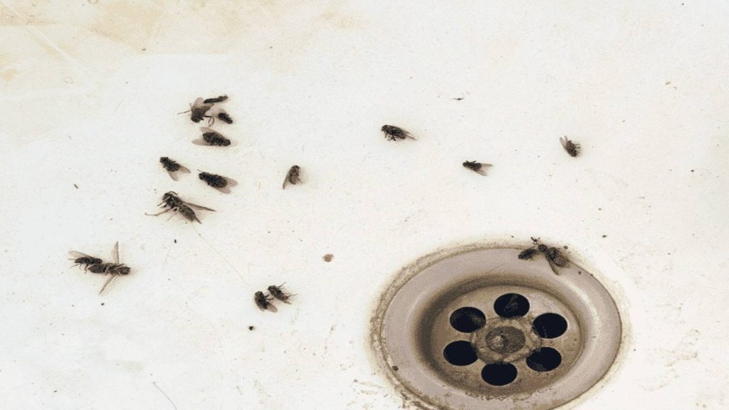 flies around Drains