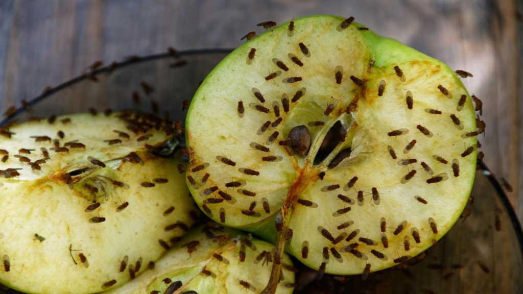 gnats on fruit bowls