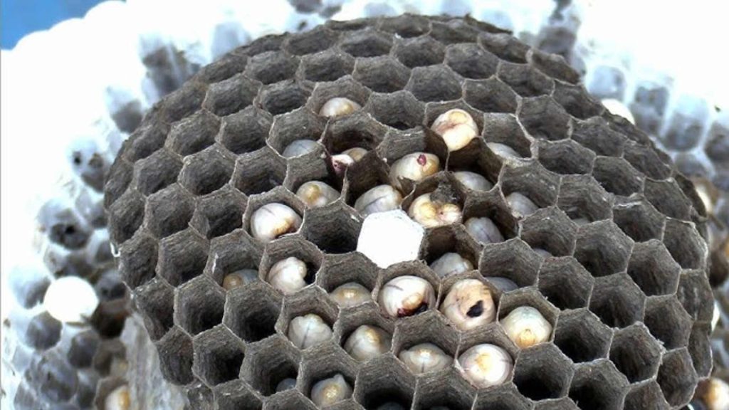 Hornet Nest Vacuuming