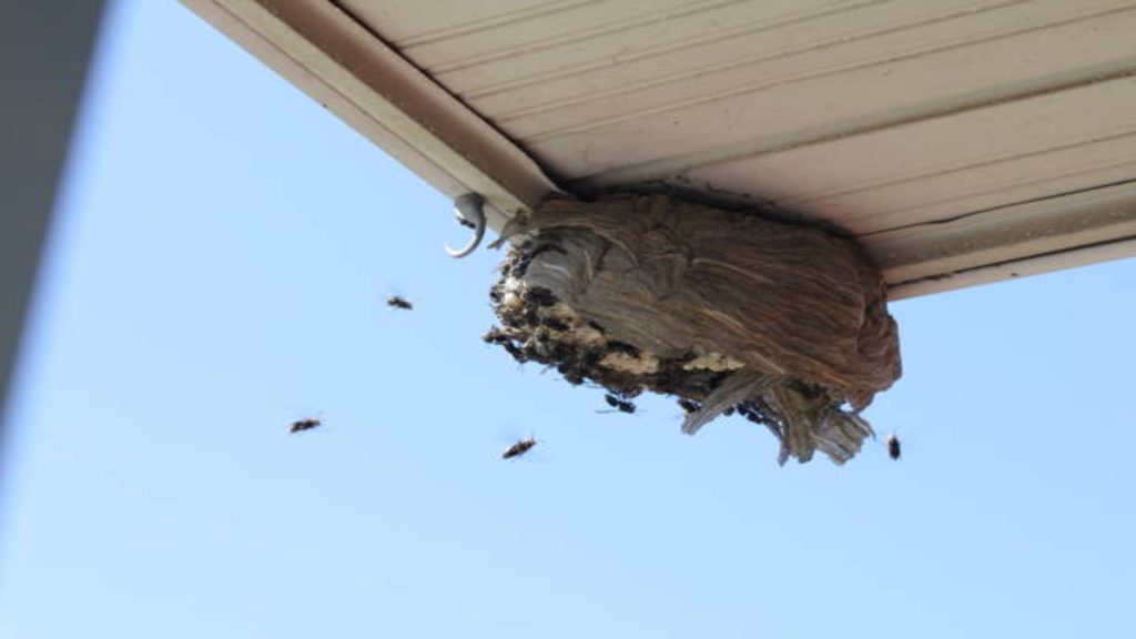 hornet on Roof Eaves