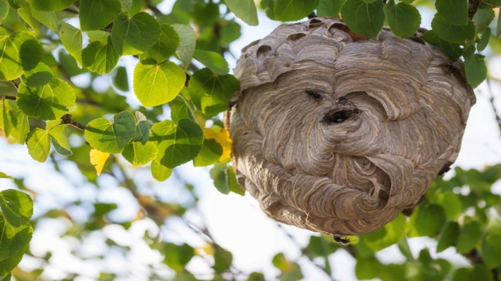 Trees and Shrubs, hornet nest