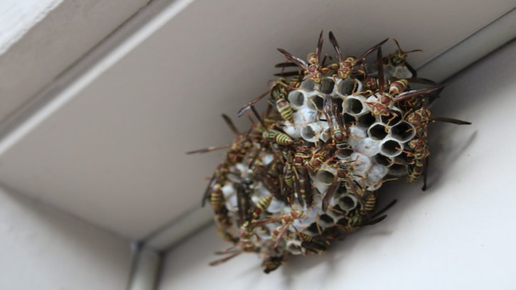 hornet nest in Porches & Balconies