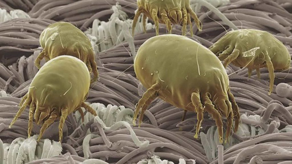 mites in Furniture and Upholstery