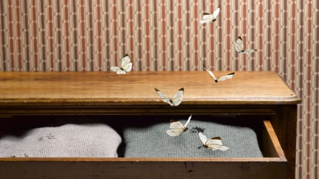 moths in Dresser Drawers