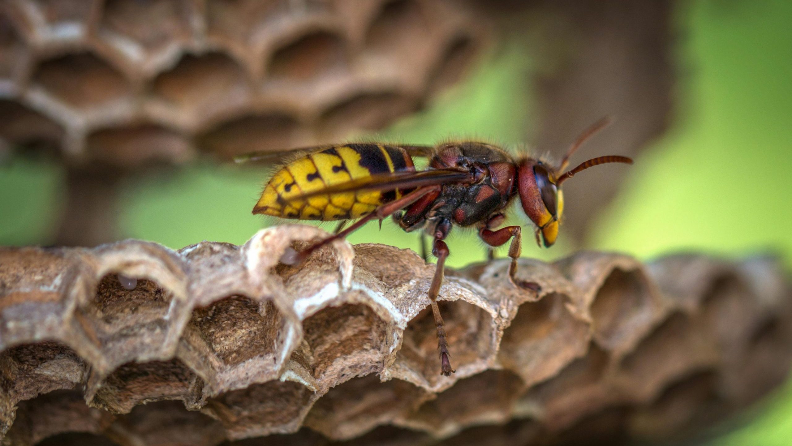 yellowjacket nest