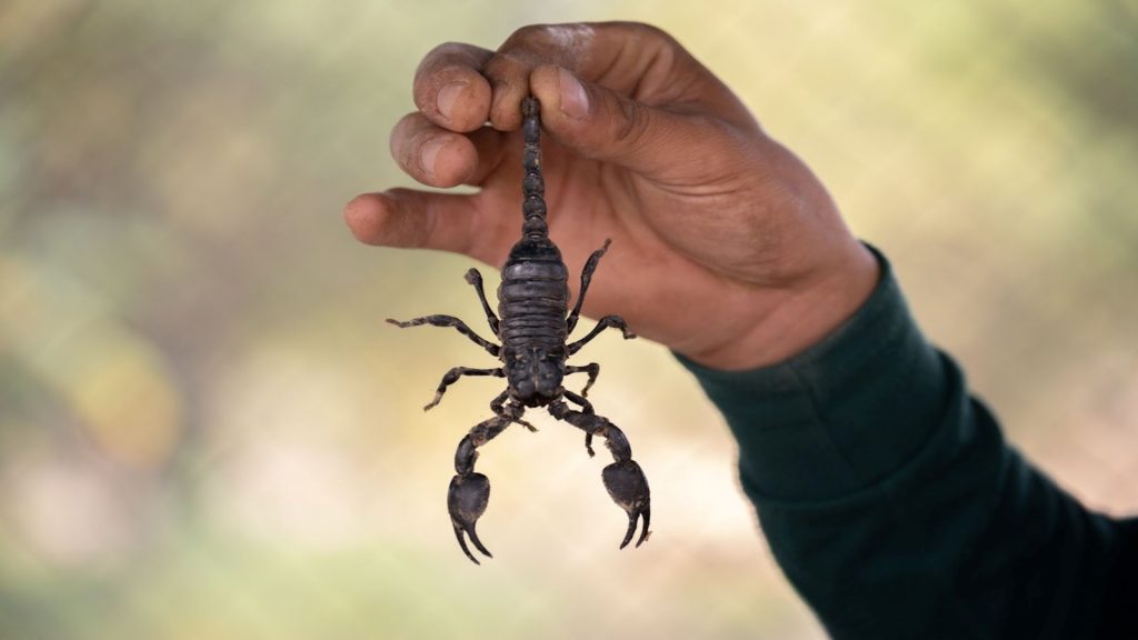 Scorpion Removal