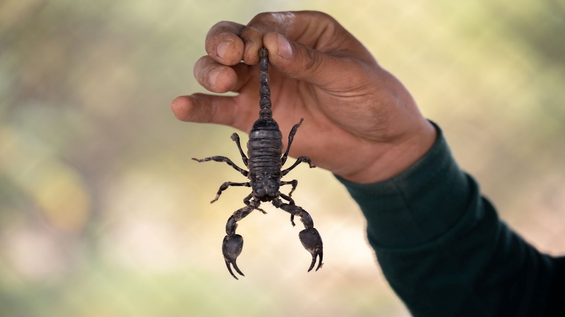 Scorpion Removal