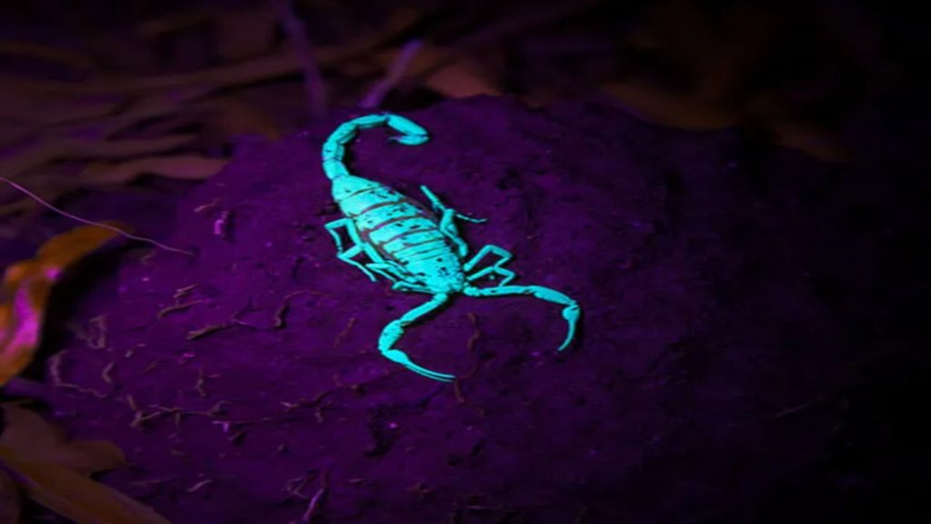 Scorpion Hotspot Treatments