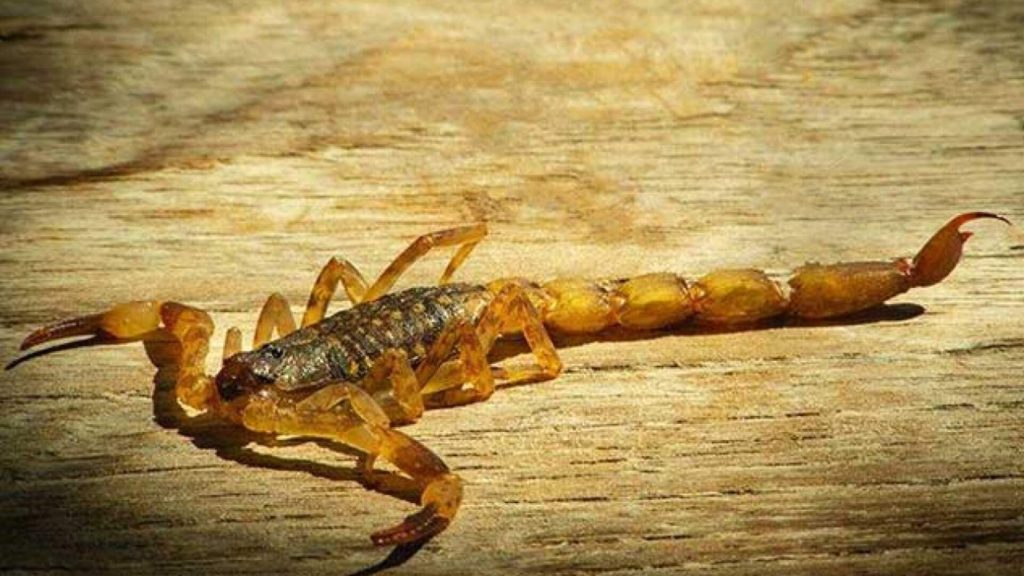 Preventive Scorpion Control Treatments