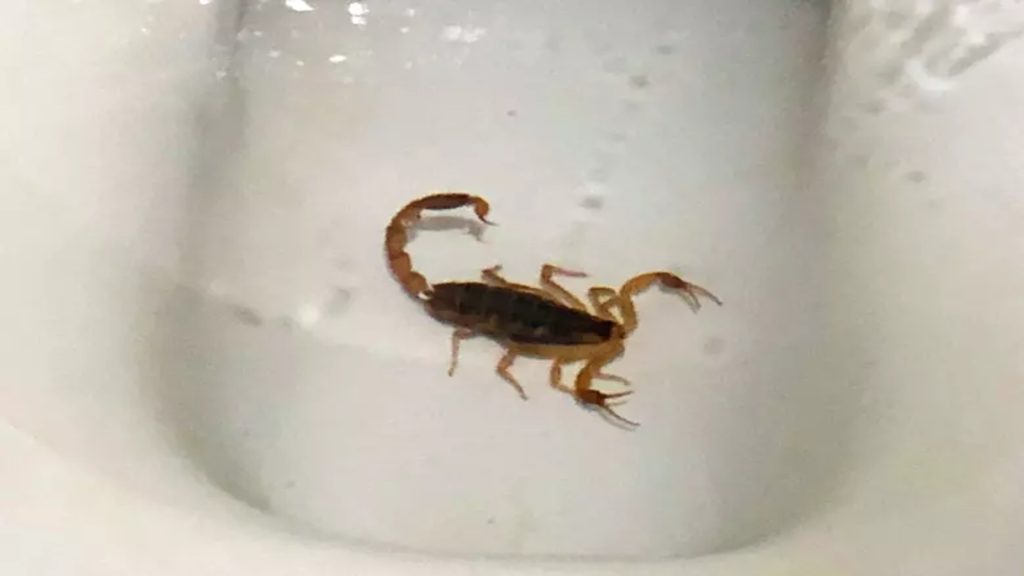 scorpion in bathroom