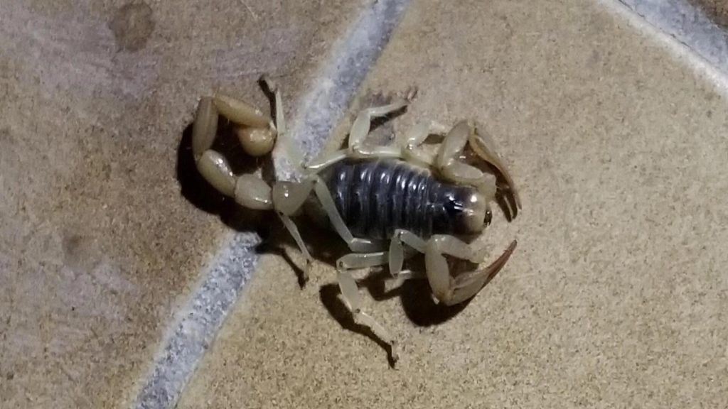 scorpion on walls and ceilings