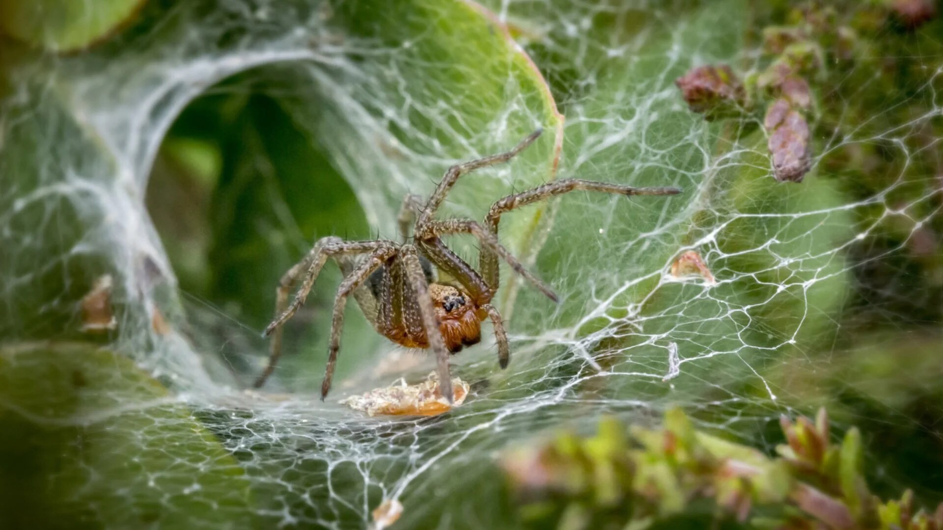 Barrier Sprays for spiders, spider mite