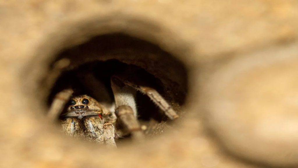 Trapping spiders