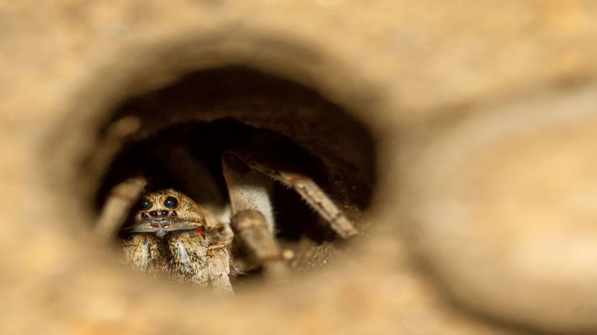 Trapping spiders, spider legs