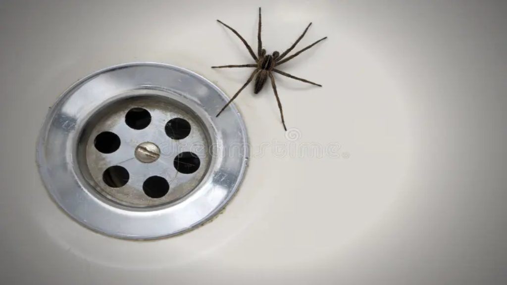 spider in sink area