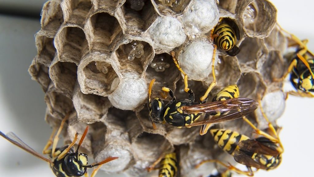 keep wasps out of house