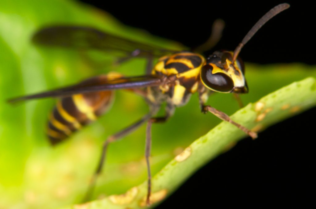 wasp