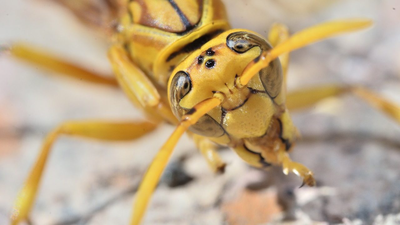 wasp sting