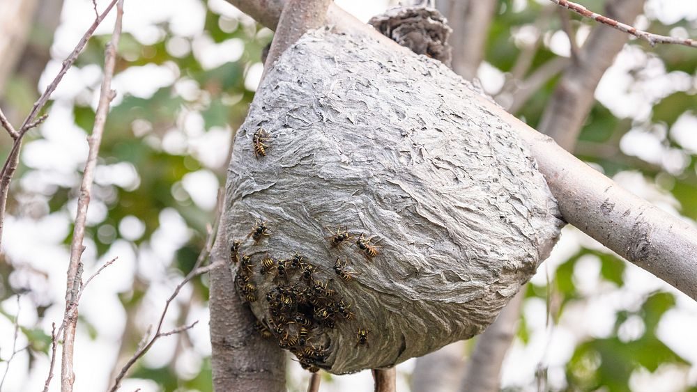 wasp nest identification