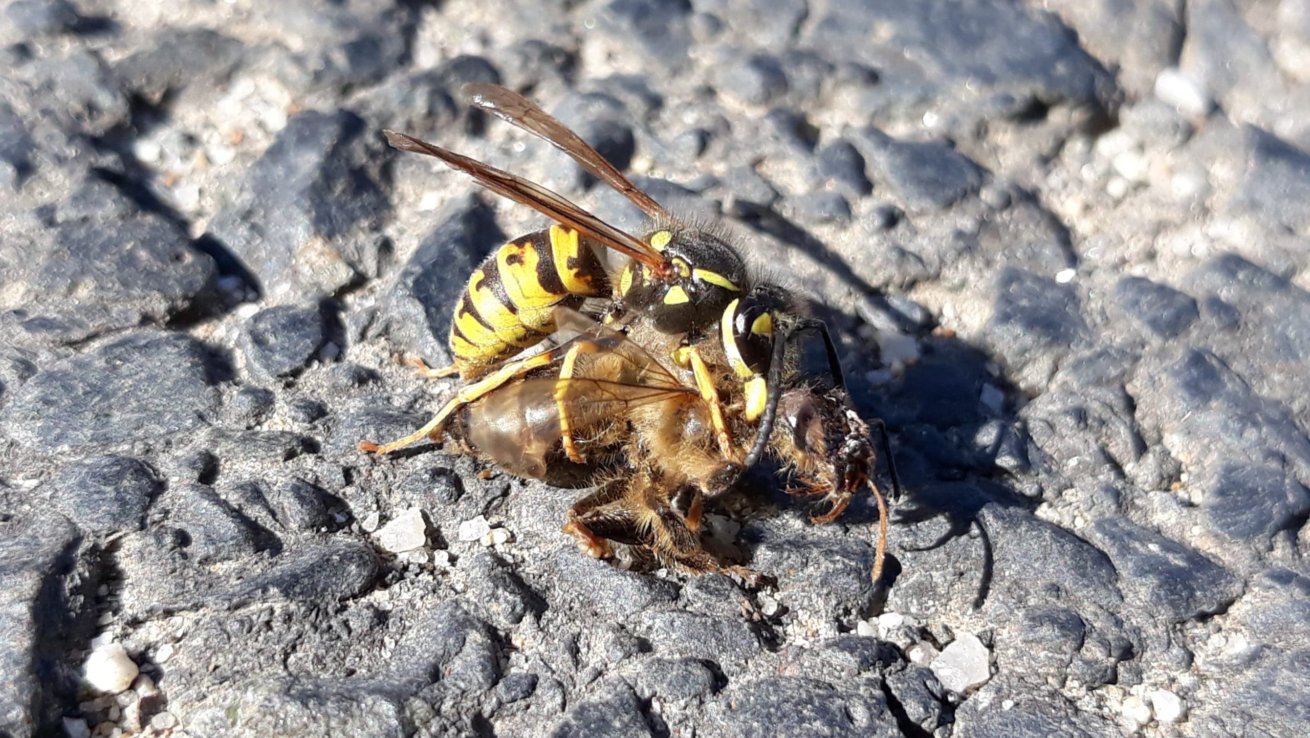 Wasp Aggression