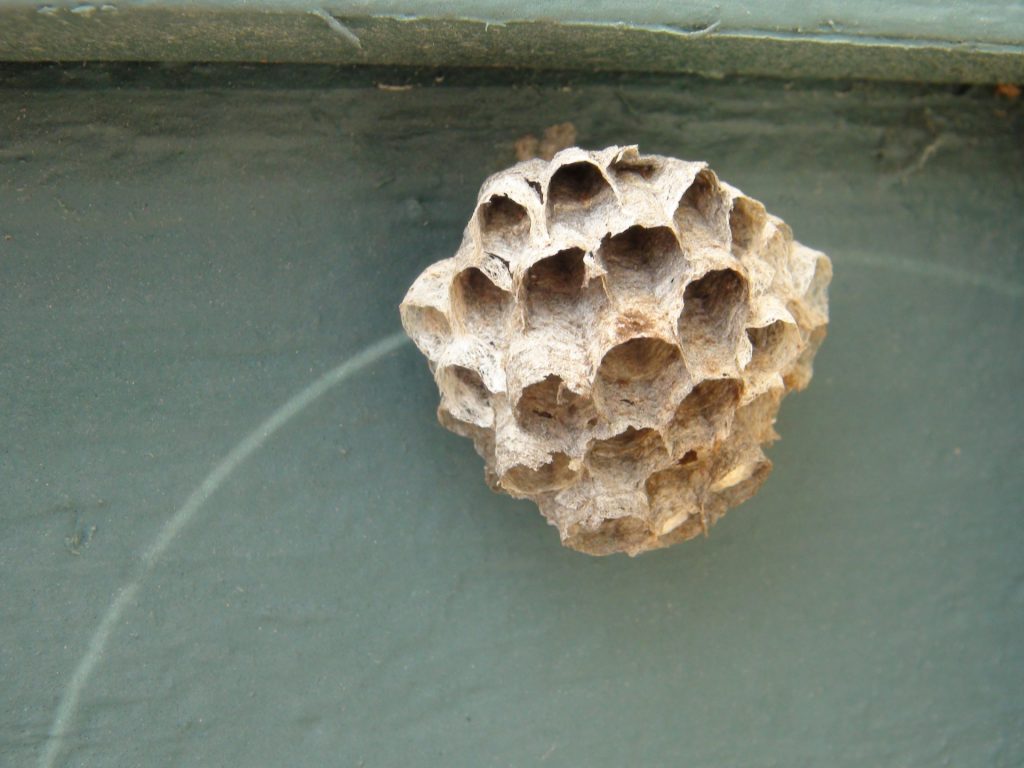 wasp nest