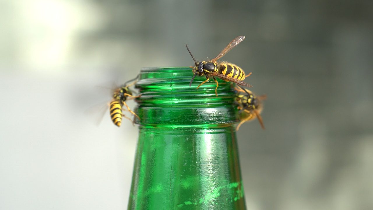 wasps inside house