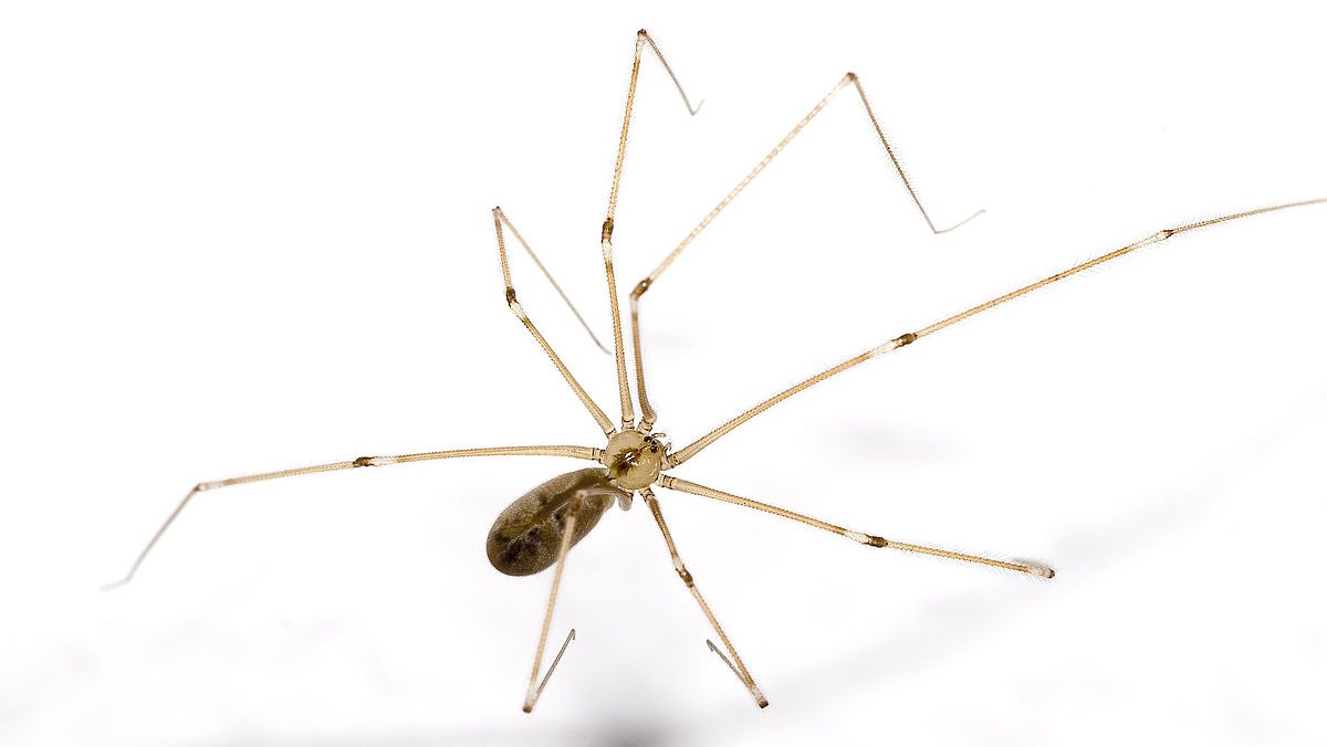 Daddy Longlegs (Pholcus phalangioides)