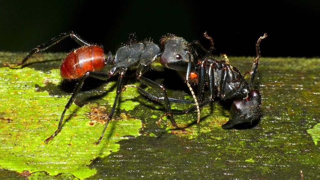 Ants carrying their dead