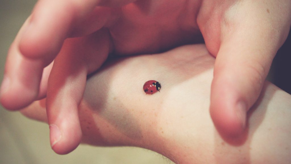 Ladybug on human