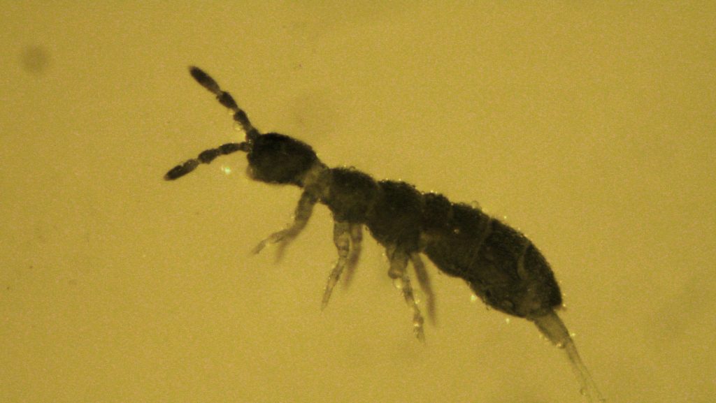 Springtails vs fleas