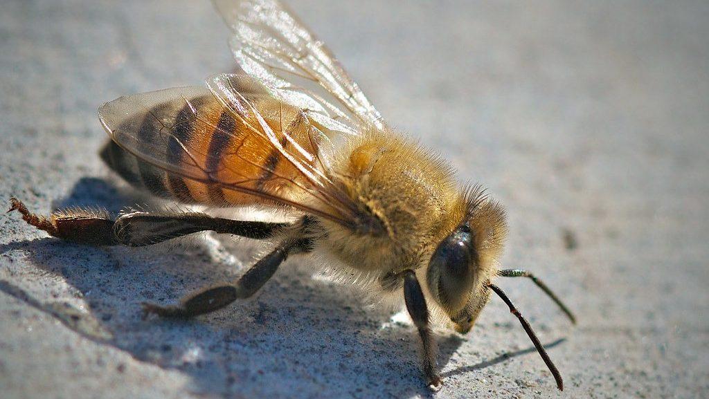 Africanized Honey Bee