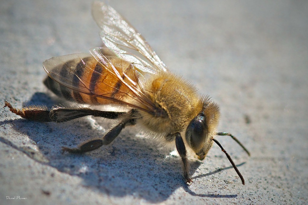 Africanized Honey Bee