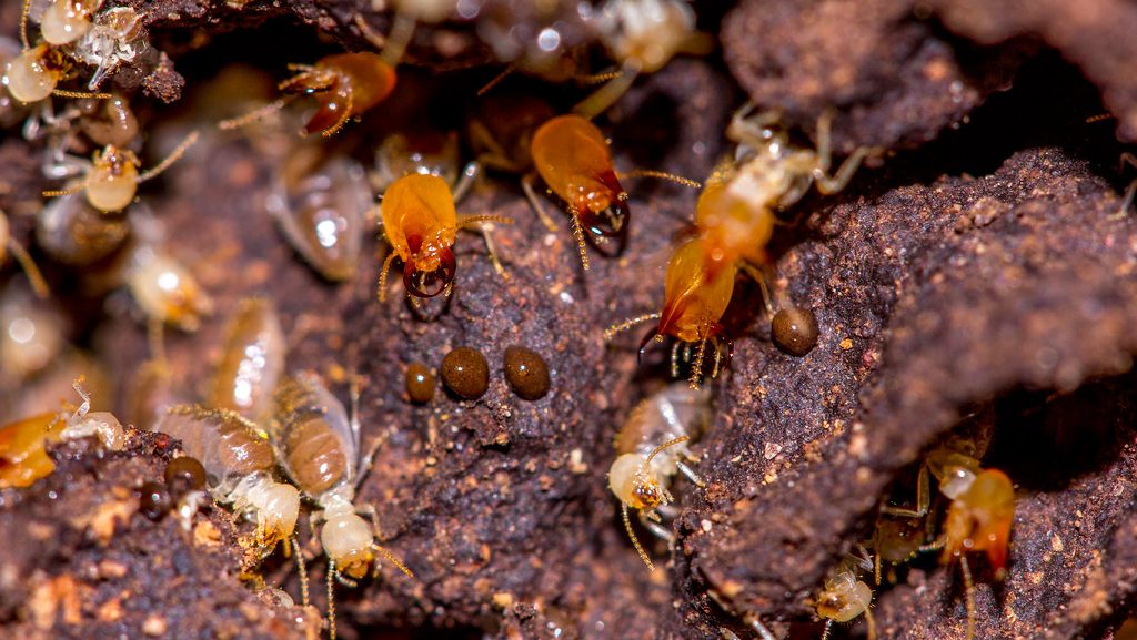 Baby termites