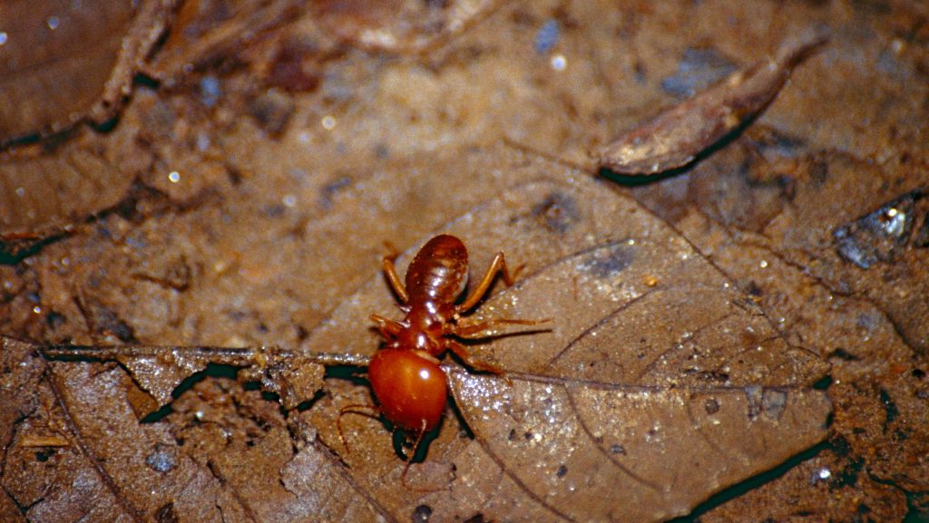 Conehead termite