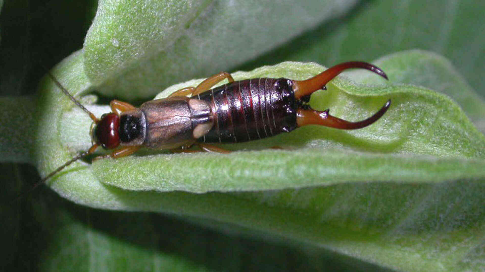 earwigs identification