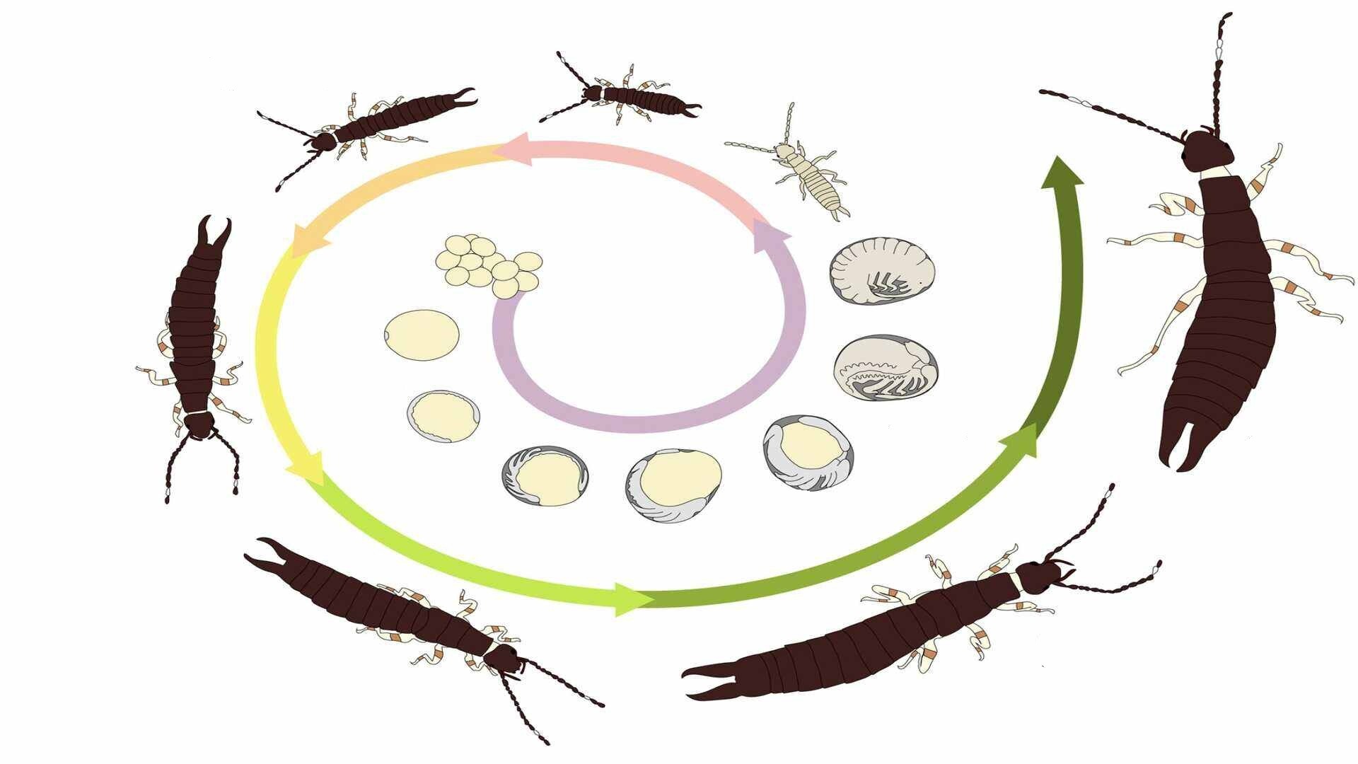 earwigs lifecycle