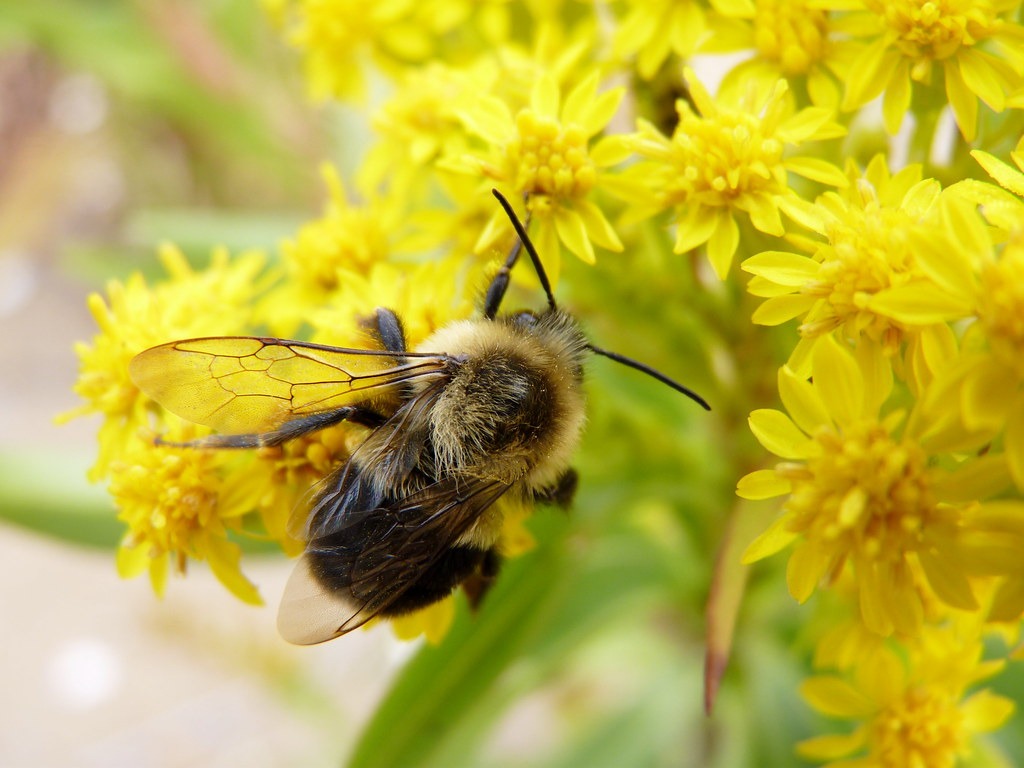 Common Eastern Bumblebee