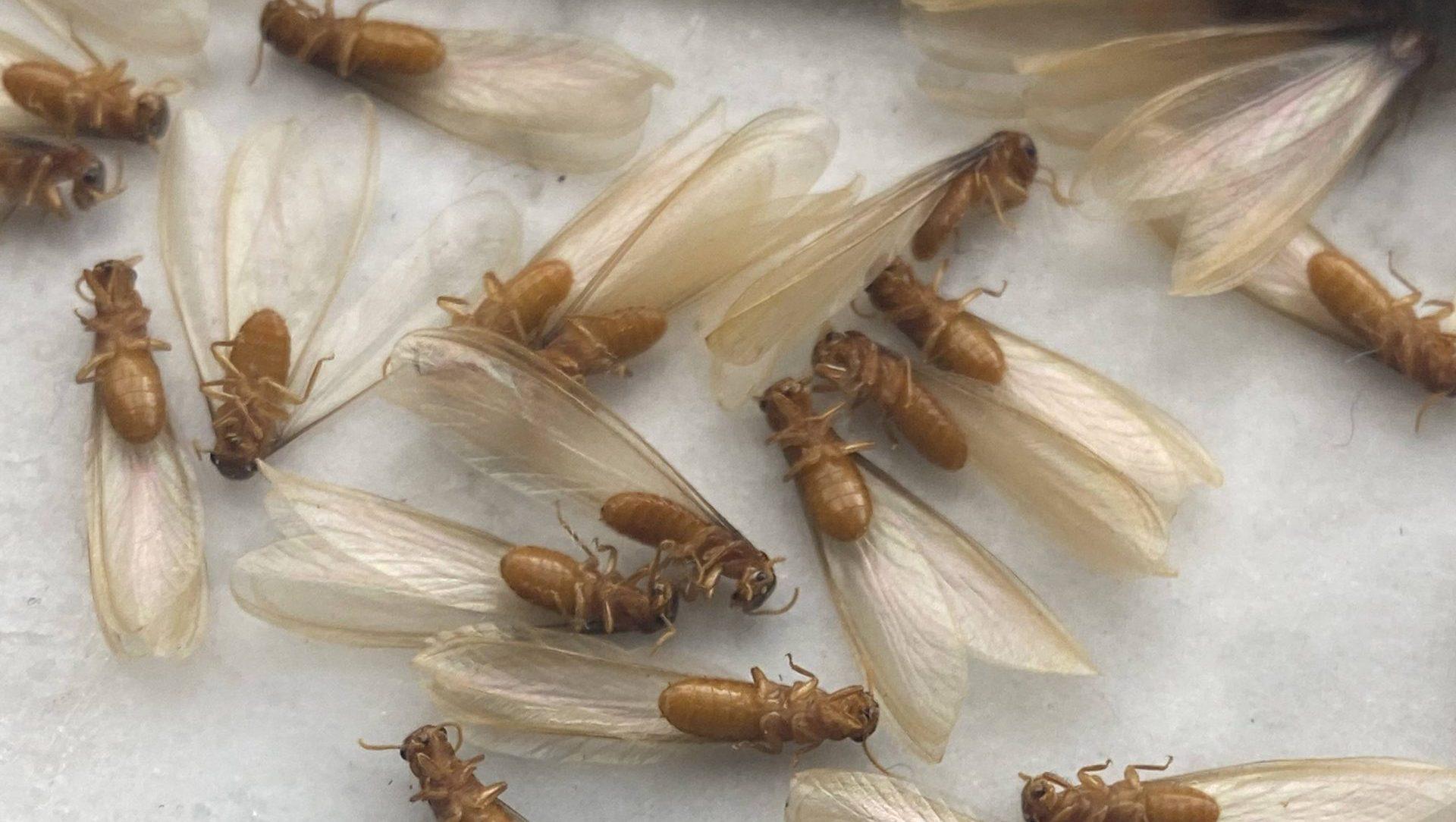 Formosan Termites, types of termites