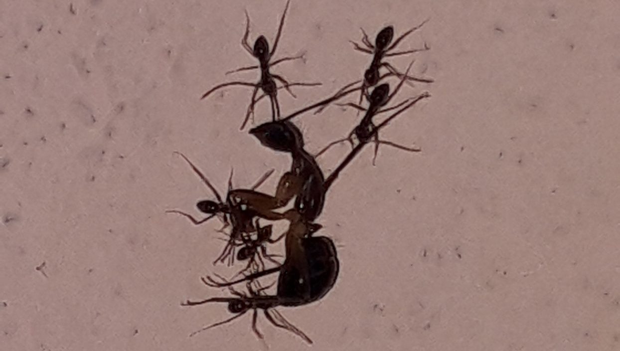 ants carrying dead ant