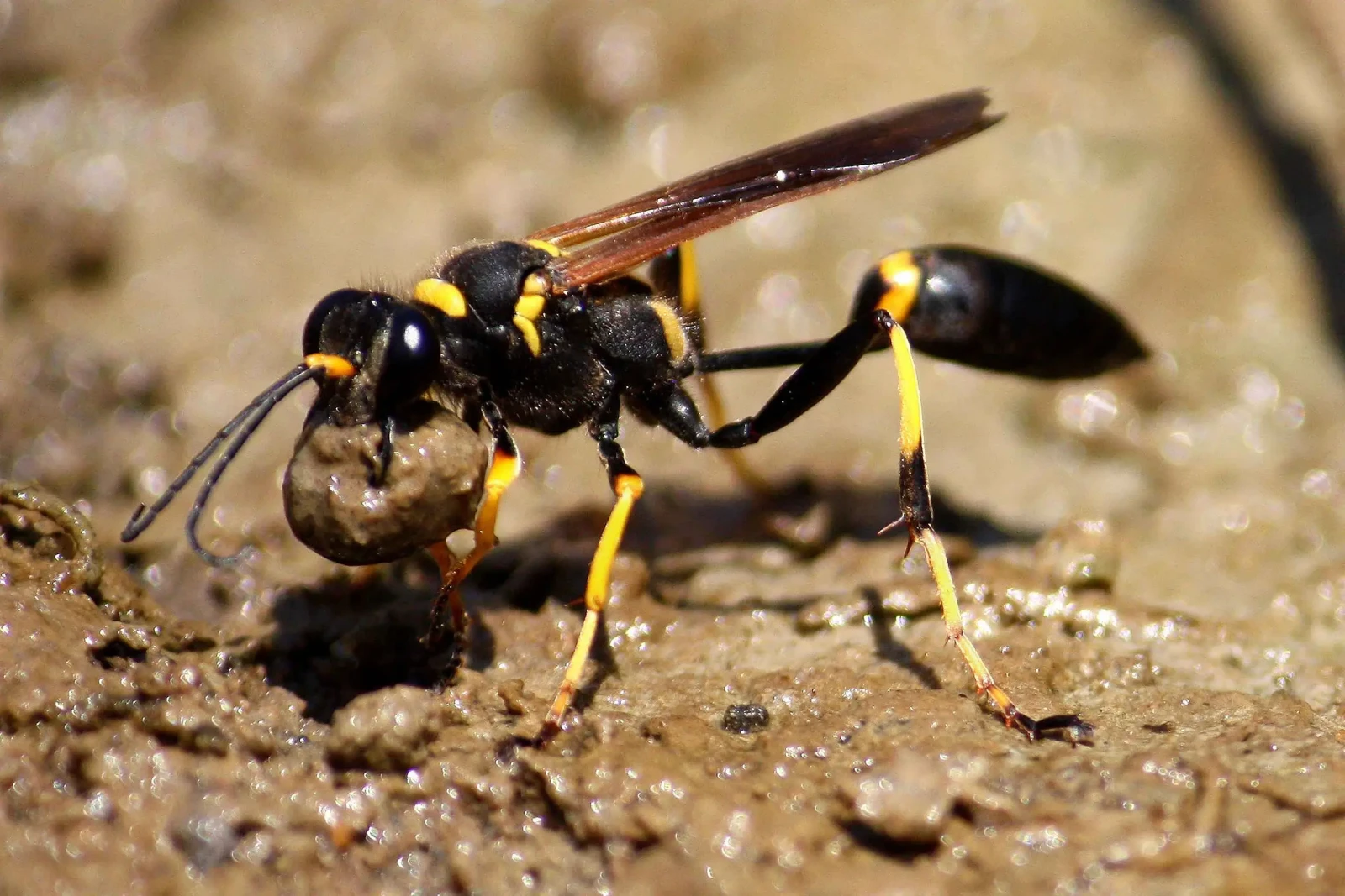 Mud Daubers