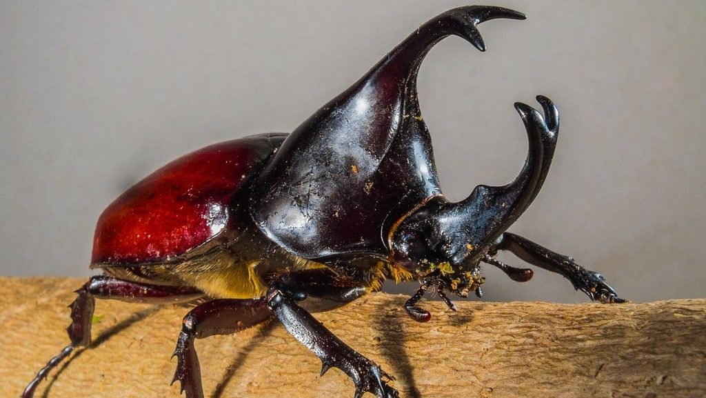 rhino beetle