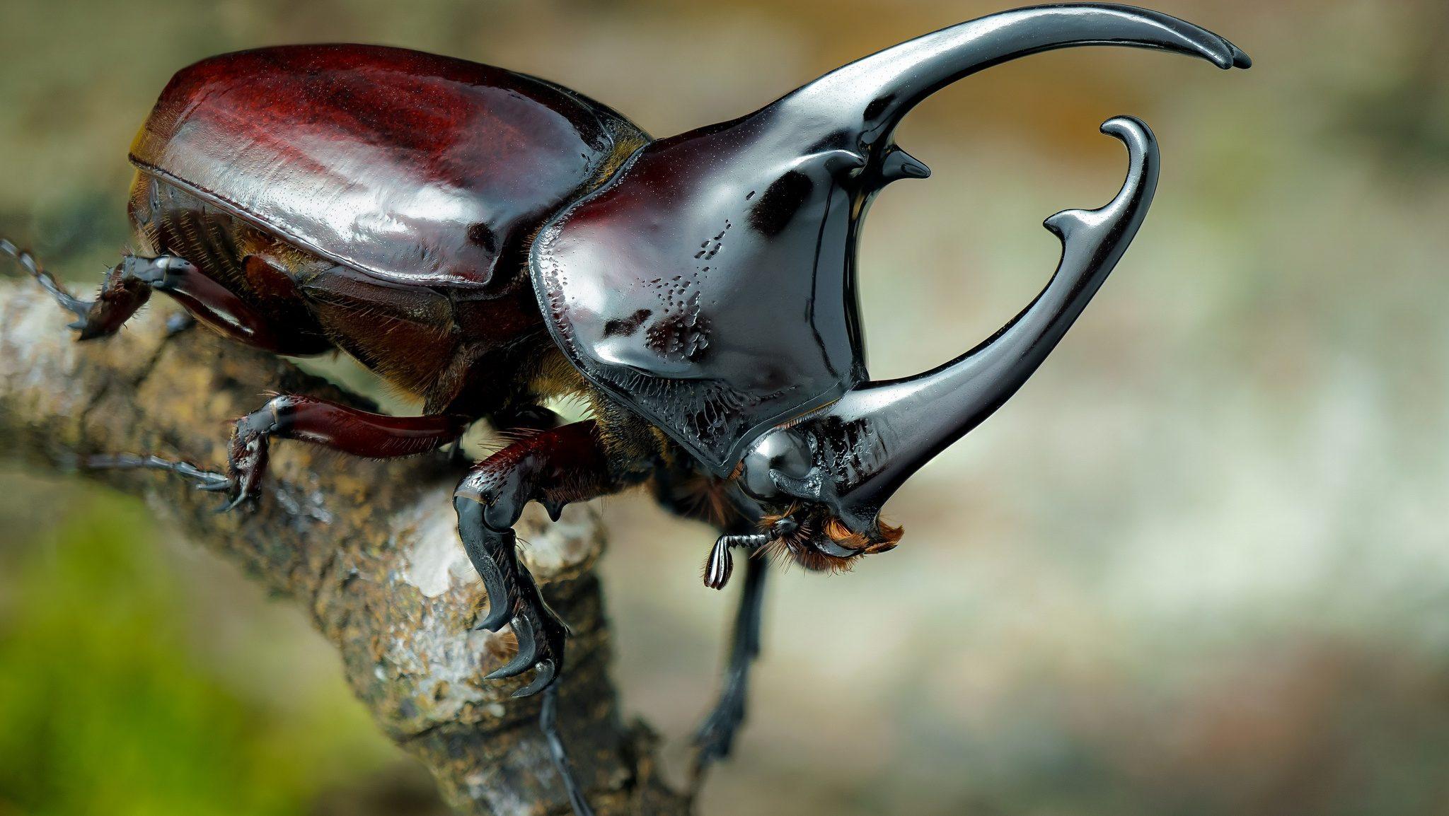 rhino beetle