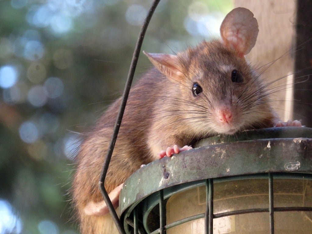 Roof Rat