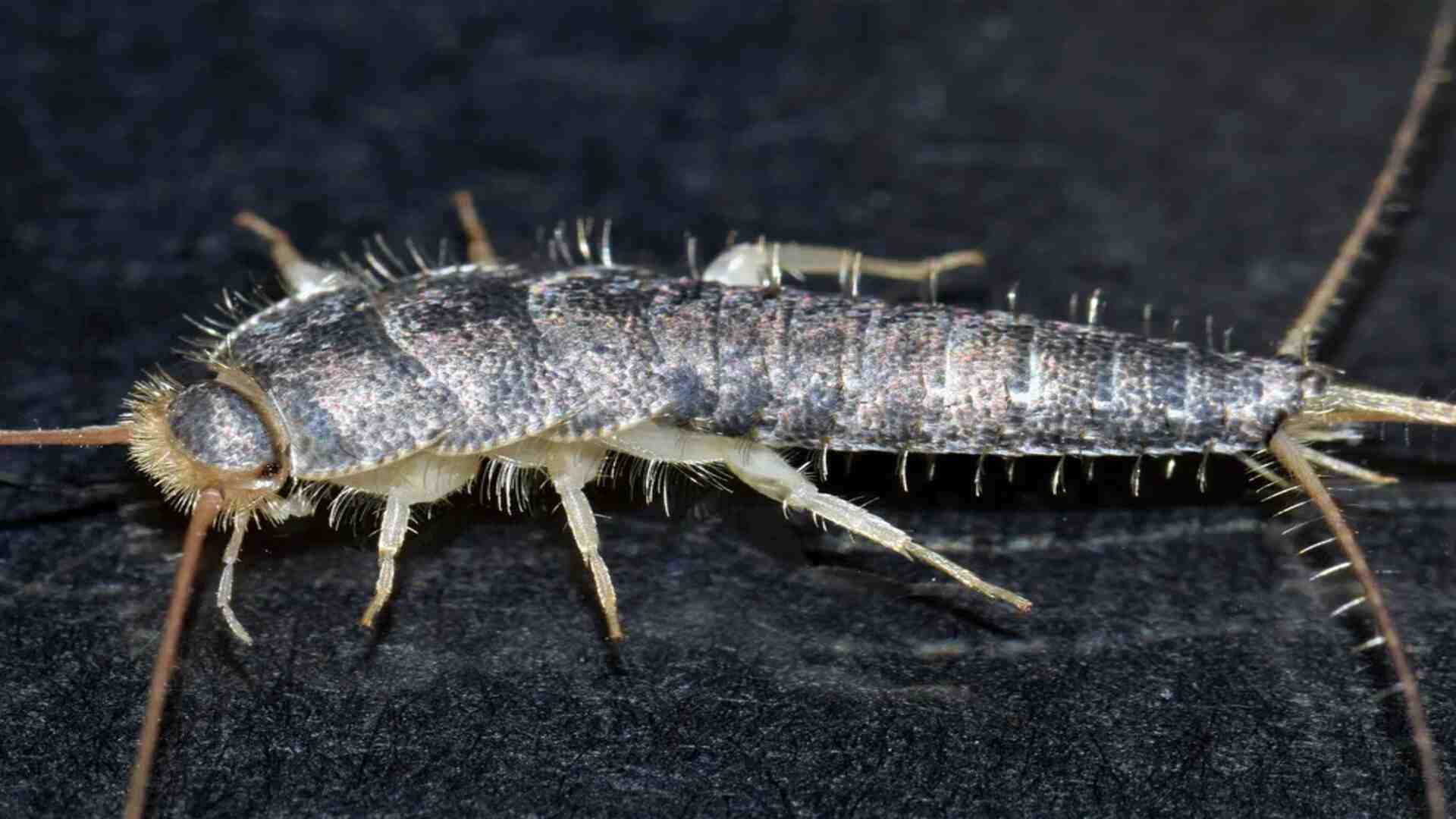 silverfish