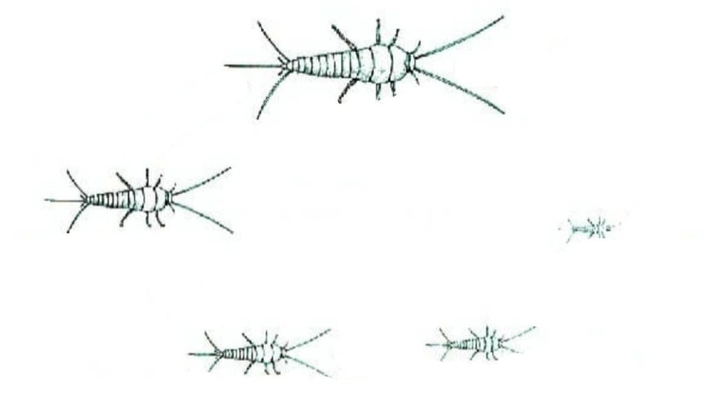 silverfish lifecycle