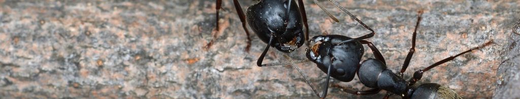 Carpenter Ants , why do carpenter ants appear