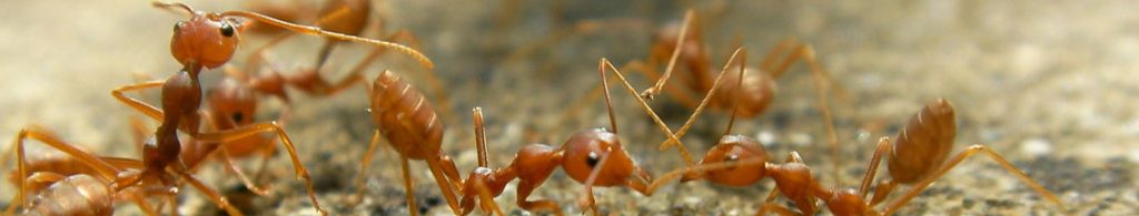 Fire ants