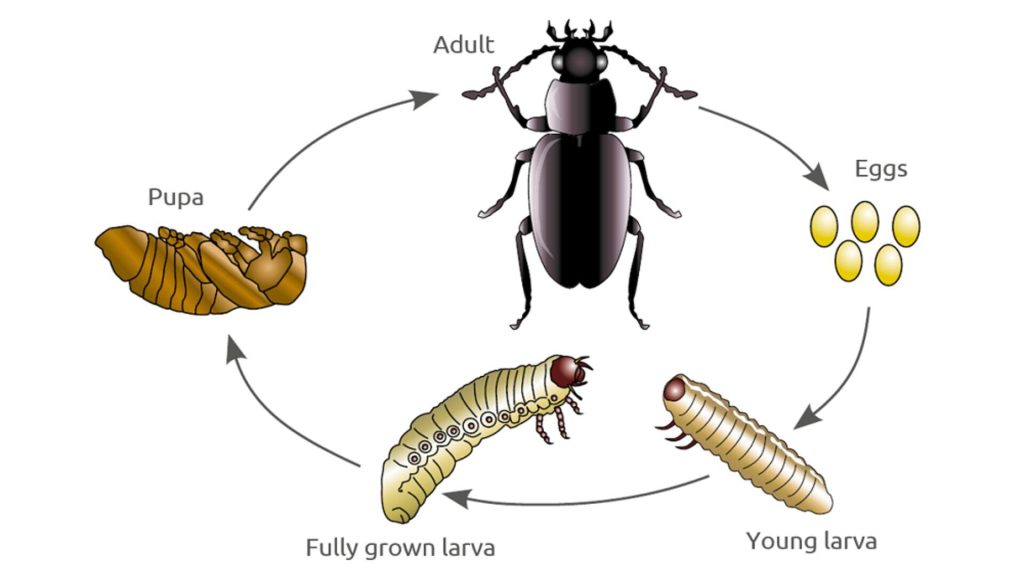 beetle lifecycle